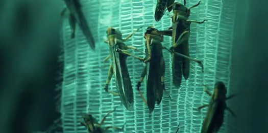 《蝗虫之灾》百度云剧情介绍